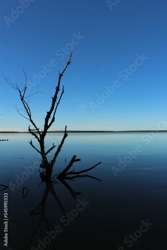 Closeup shot of a silhouette of a dead tree branch  in shallow calm water  during the evening