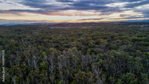 Scenic view of forest landscape near Port Macquarie in New South Wales  Australia during sunset