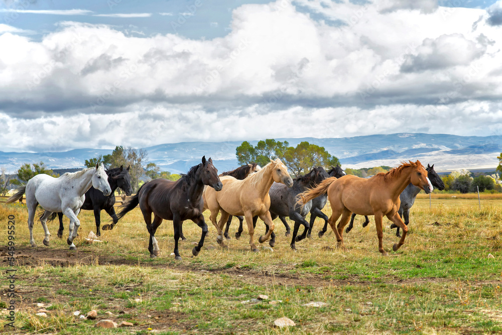 Fototapeta premium Colorful Horses Running