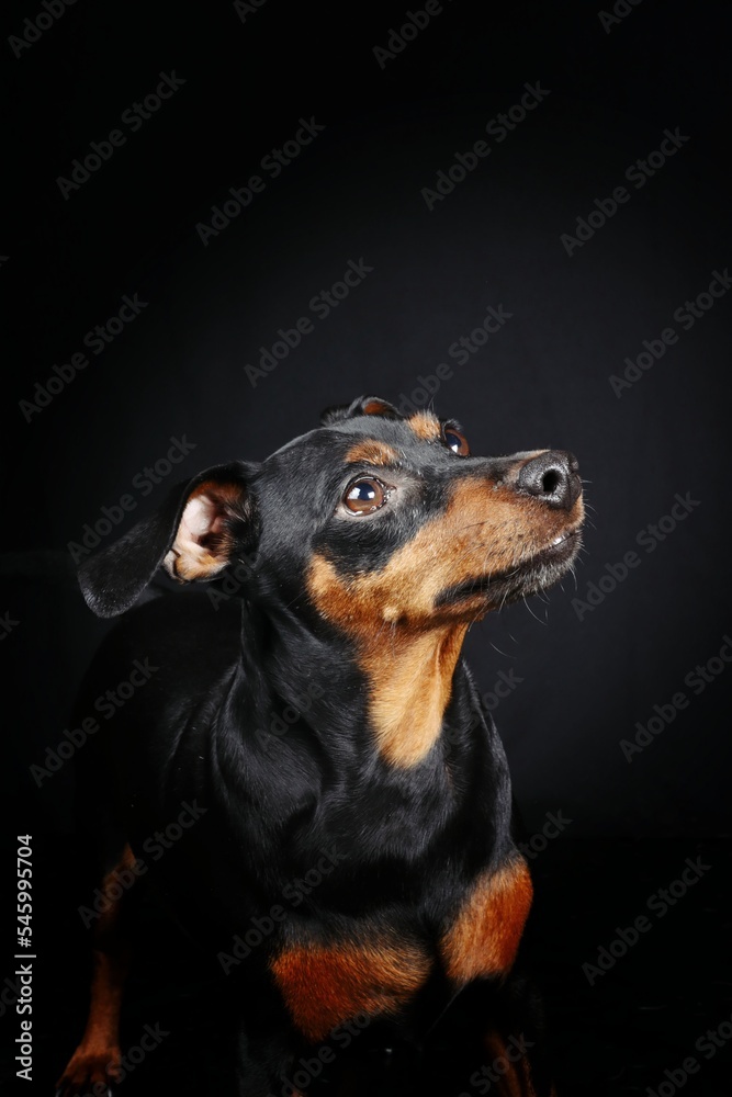 portrait of miniature pinscher on black background portrait of miniature pinscher on black background