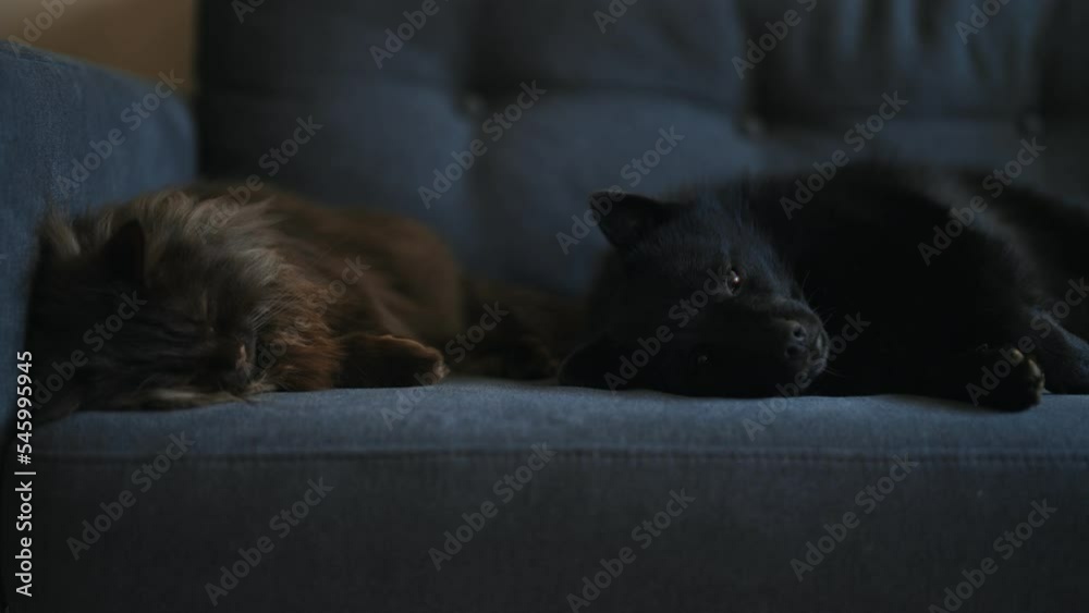 Dog and cat are relaxing together on the sofa. Dog and cat are relaxing together on the sofa.