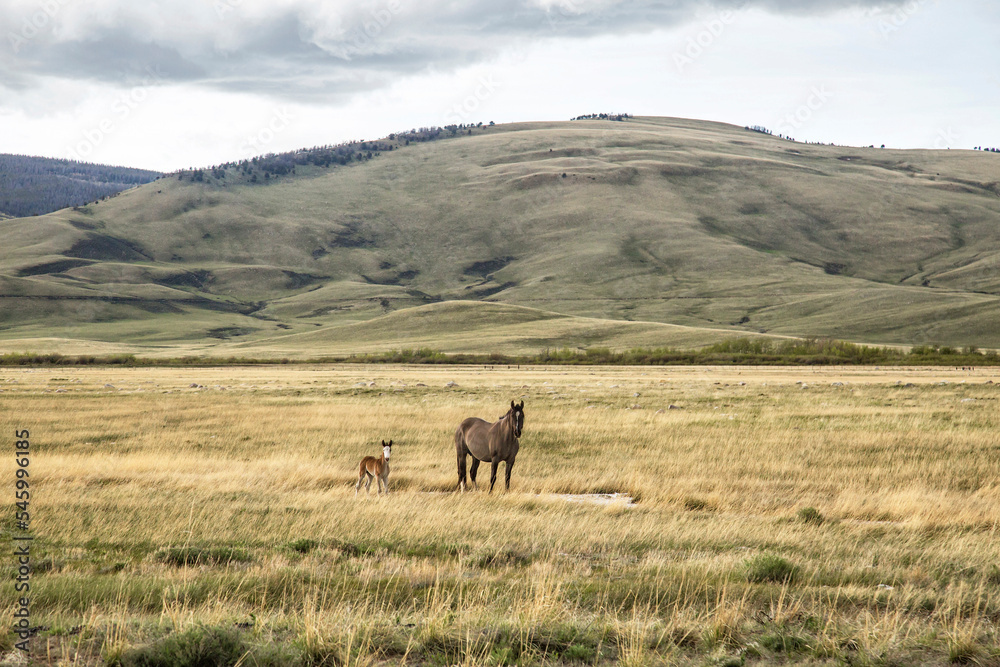 Mama Horse and Baby Mama Horse and Baby