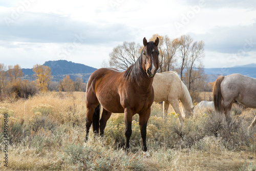 Horses in Pasture © nick