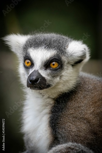 Vertical closeup shot of a cute lemur