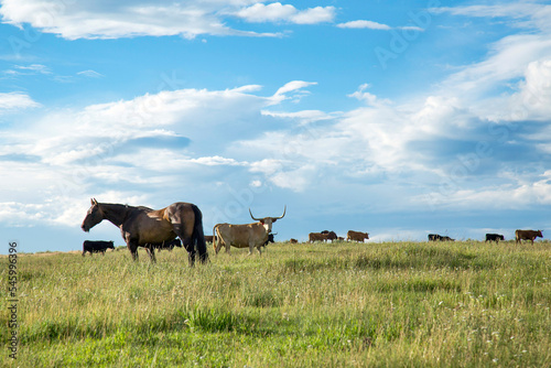 Fototapeta Naklejka Na Ścianę i Meble -  Horses and Cows in Pasture