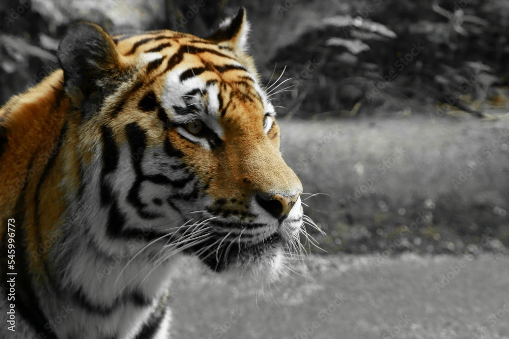 Monochromatic shot of a fierce-looking tiger in the wild Monochromatic shot of a fierce-looking tiger in the wild