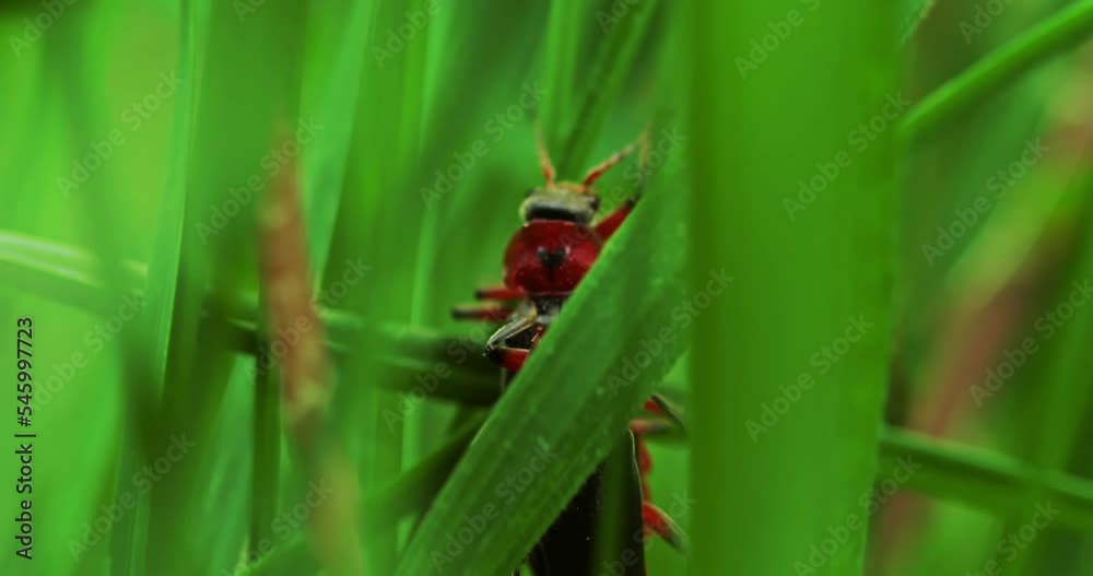 A pair of copulate beetle firefighters crawling on the grass, firefighter beetle on a green leaf A pair of copulate beetle firefighters crawling on the grass, firefighter beetle on a green leaf