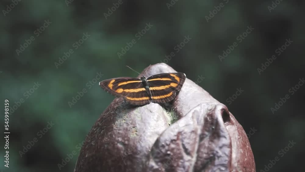 Beautiful black and yellow butterfly on a stone