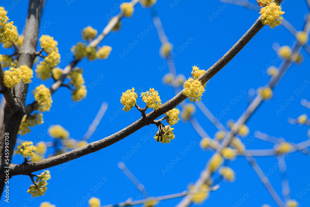 A tree branch with swollen buds before the leaves open in early spring. Spring tree branches before flowering during the first warmth. A tree branch with swollen buds before the leaves open in early spring. Spring tree branches before flowering during the first warmth.