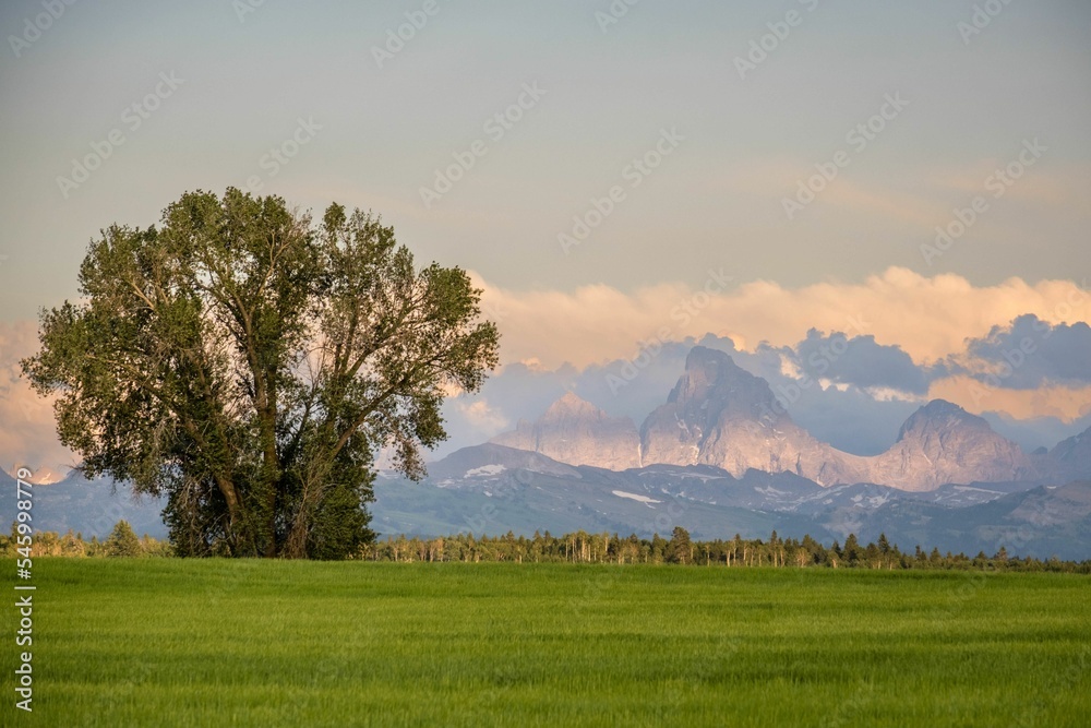 Naklejka premium Peaceful scenery of a wheat field with Grand Tetons in the background, Eastern Idaho, USA