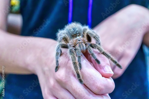Closeup of a Giant spider on hand