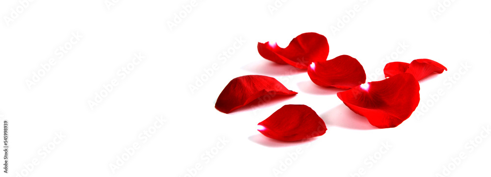 Rose Petals Representing Love and Romance on White Background Rose Petals Representing Love and Romance on White Background