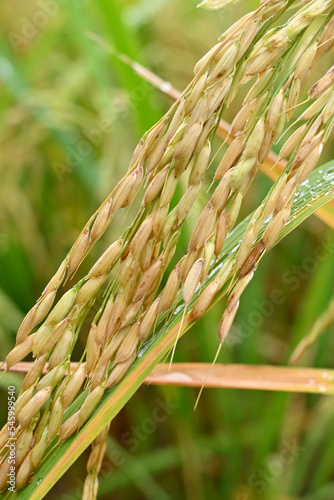 closeup the bunch ripe yellow green paddy grain growing with plant in the farm soft focus natural green brown background.
