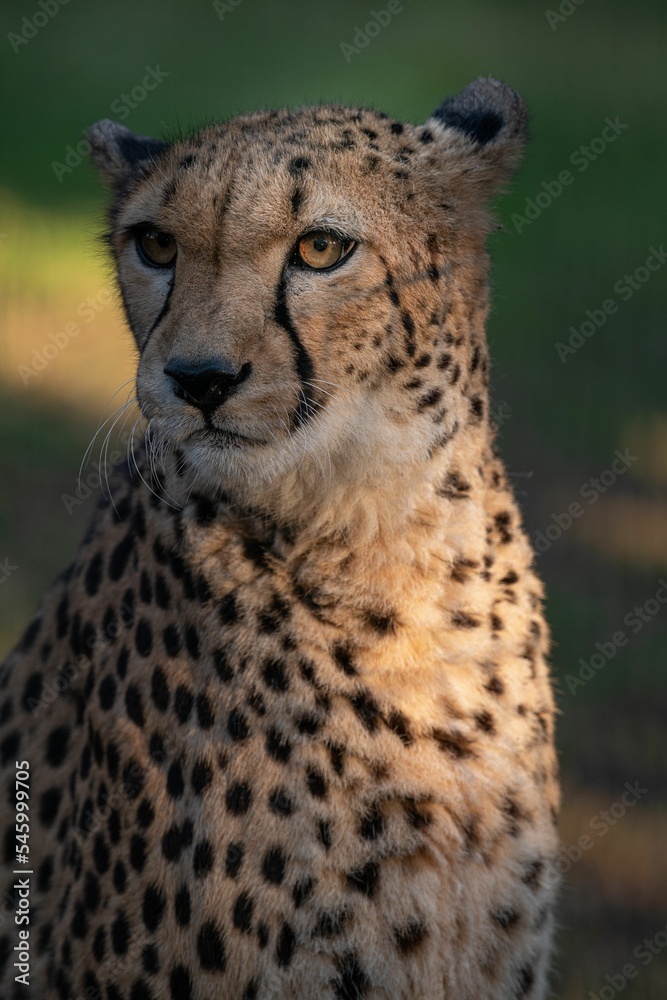Portrait of a cheetah with a blurry background. Portrait of a cheetah with a blurry background.