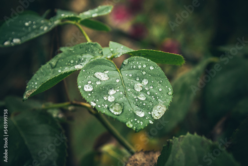 Gotas de agua en una hoja de rosal  despu  s de un d  a de lluvia.