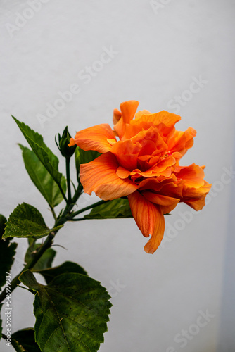 orange hibiscus grown in a garden in spain © josevgluis