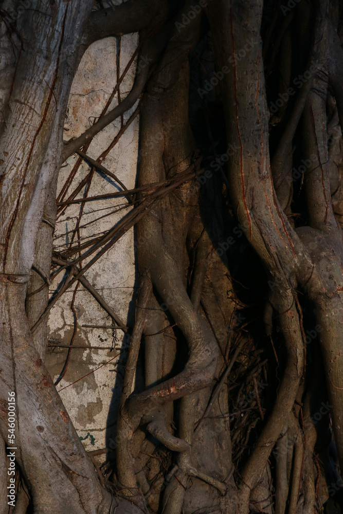 root of ficus tree on a old wall