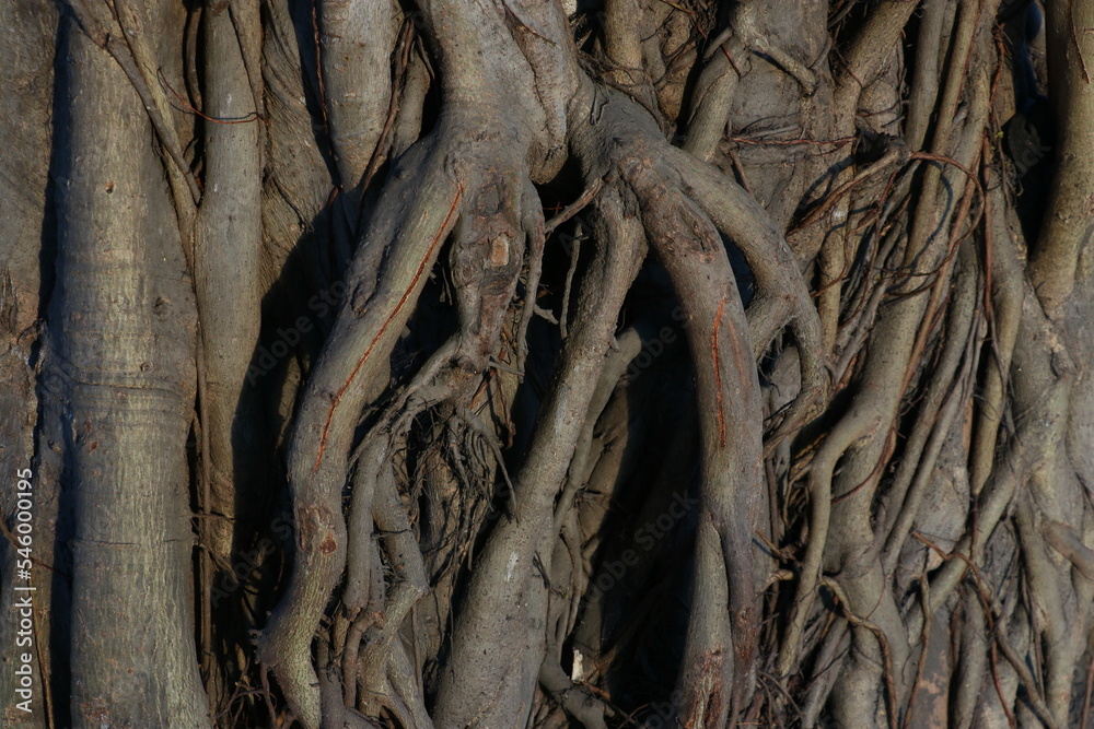 root of ficus tree on a old wall