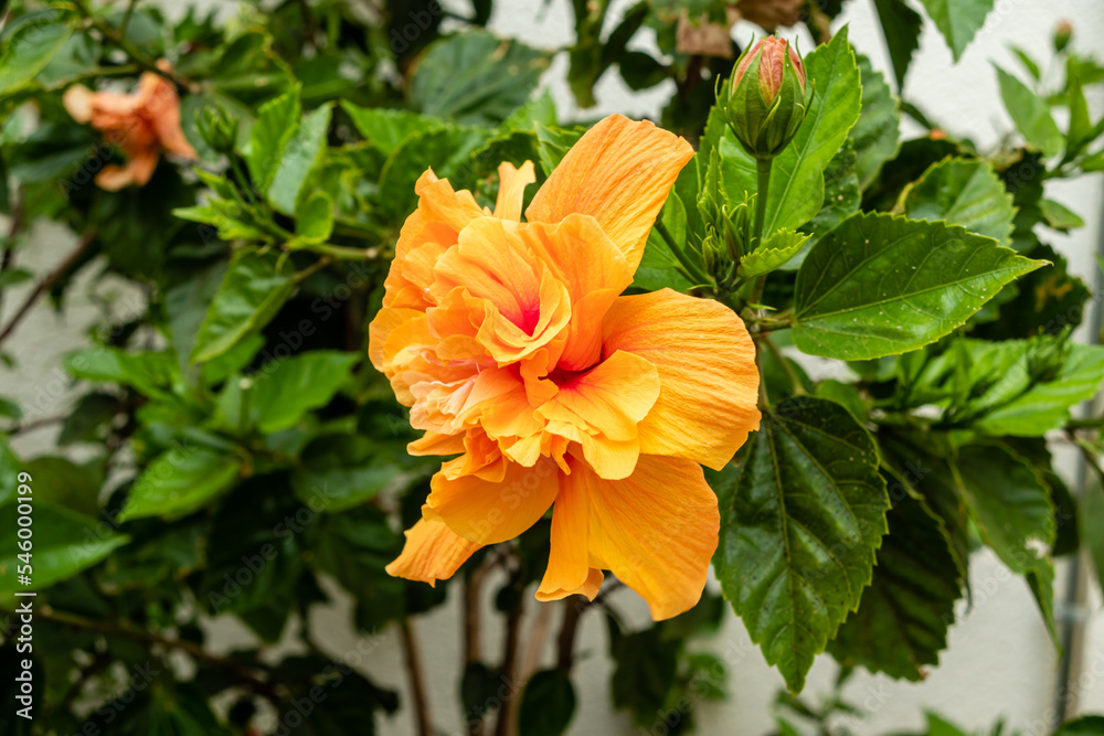 orange hibiscus grown in a garden in spain orange hibiscus grown in a garden in spain