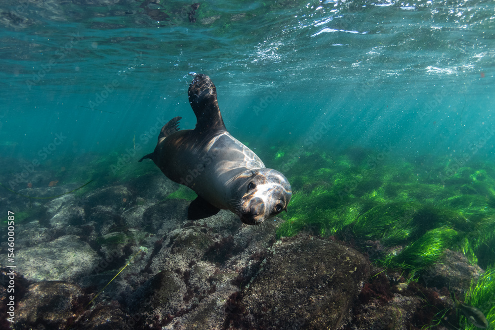 Fototapeta premium sealion