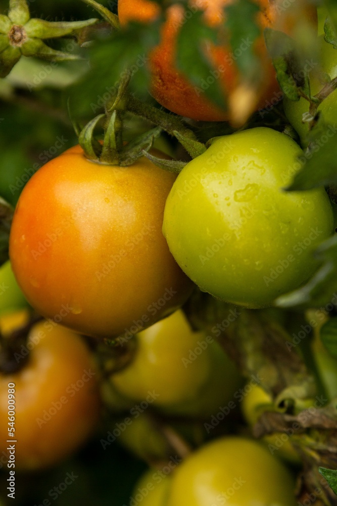 Closeup of fresh green and orange tomatoes.