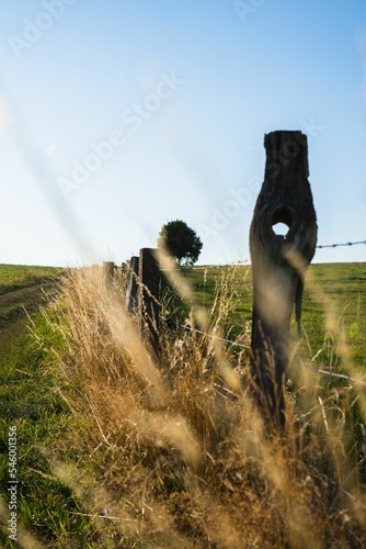 Obraz na płótnie Dried grass on the fence in the meadow
