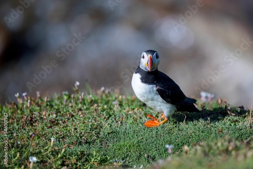 Cute Atlantic puffin (Fratercula arctica) resting in a field on a sunny day on a blurred background