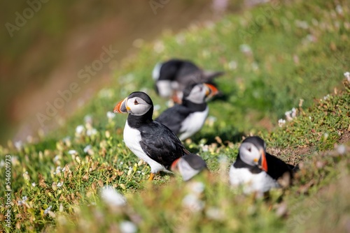 Group of cute Atlantic puffins (Fratercula arctica) resting in a field on a sunny day