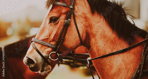 Photo Portrait of a beautiful bay horse with a bridle on its muzzle