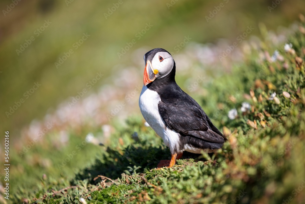 Cute Atlantic puffin (Fratercula arctica) resting in a field on a sunny day on a blurred background Cute Atlantic puffin (Fratercula arctica) resting in a field on a sunny day on a blurred background