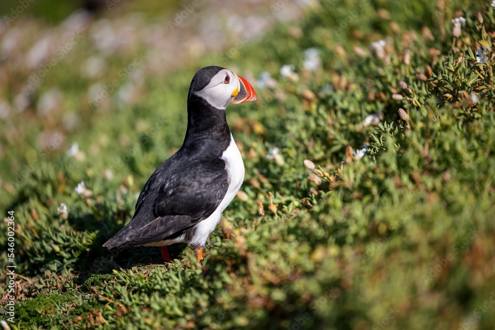 Selective focus of an Atlantic puffin in a green field with small white flowers in the daytime Selective focus of an Atlantic puffin in a green field with small white flowers in the daytime