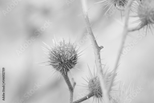Buffalo bur plant closeup in shallow depth of field black and white.