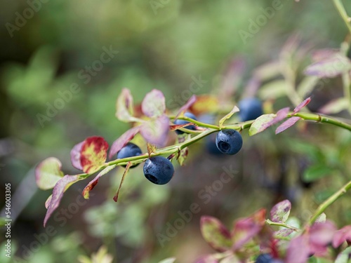 Closeup of a Blueberry branch, Vaccinium Cyanococcus