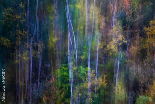 Blurred autumn trees in forest