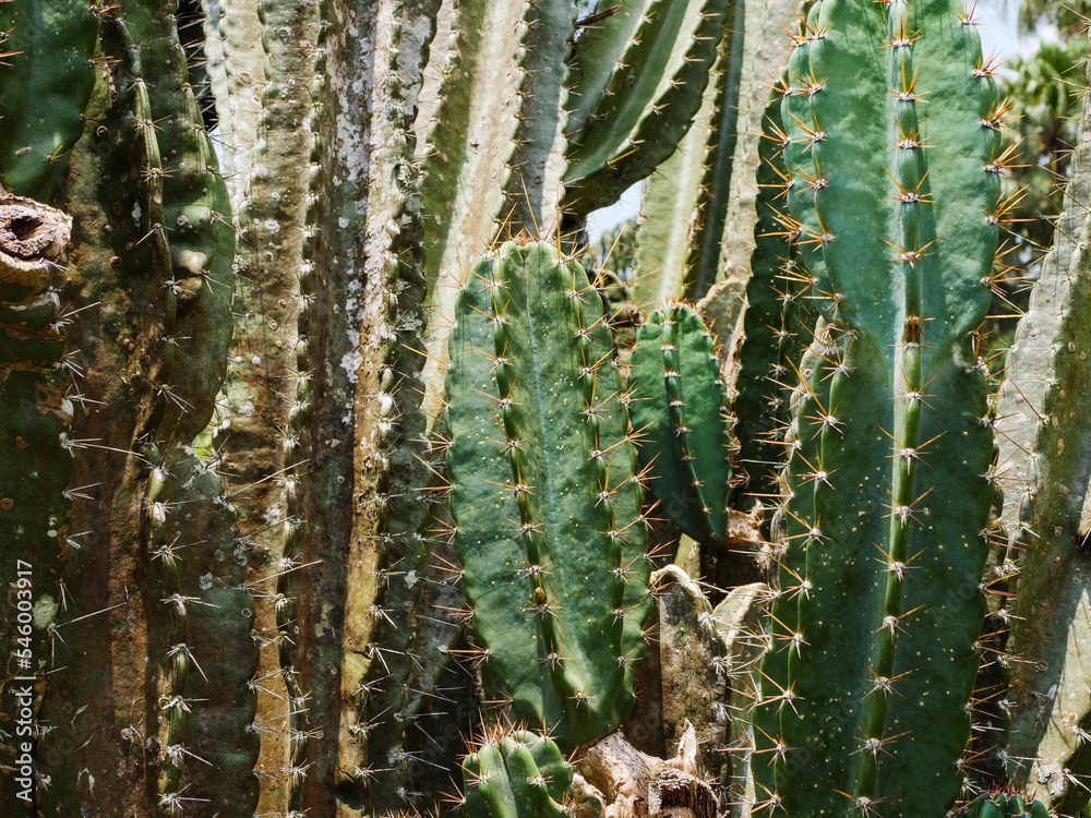 Close up of Peruvian torch cacti on a bright day Close up of Peruvian torch cacti on a bright day