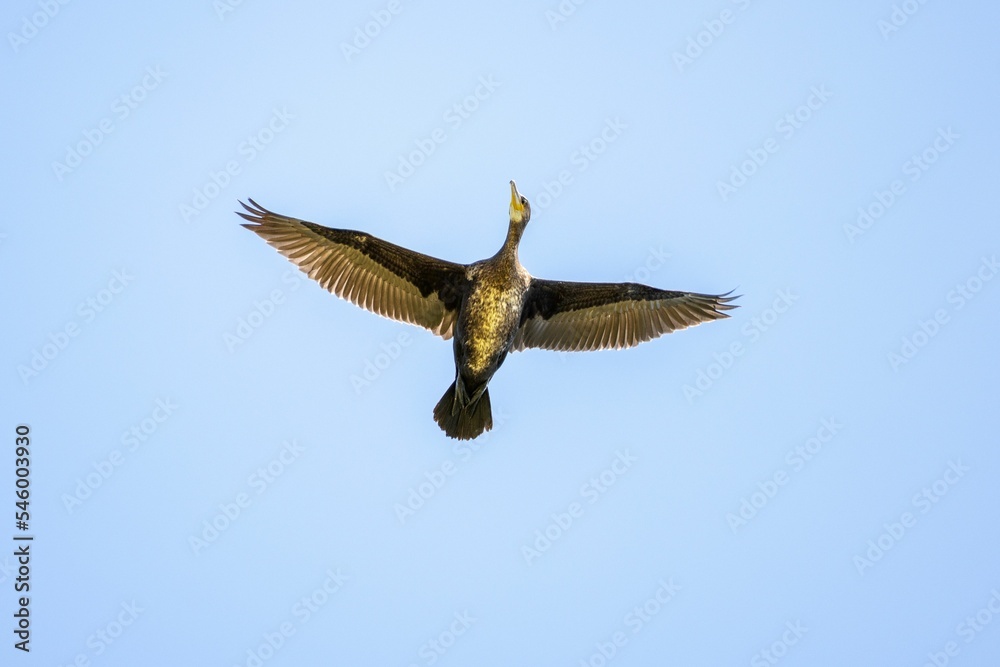 Obraz premium Low-angle shot of a Cormorant flying against a blue sky