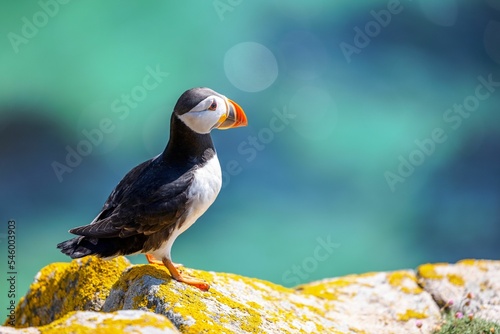 Print op canvas Closeup shot of an Atlantic puffin standing on the rock with a bokeh background