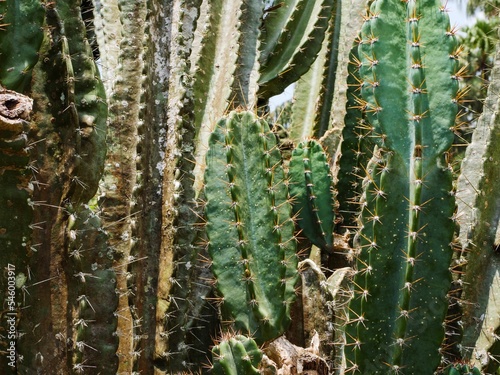 Close up of Peruvian torch cacti on a bright day