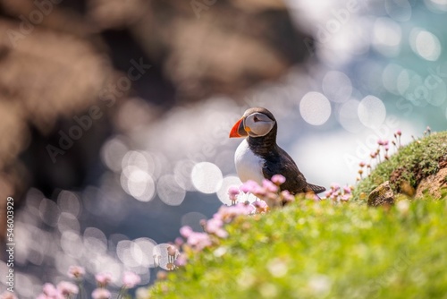 Closeup shot of an Atlantic puffin standing on the rock with a bokeh background