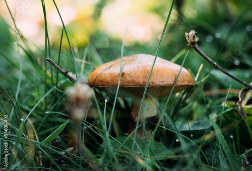 Granulated bolete mushroom in grass photo