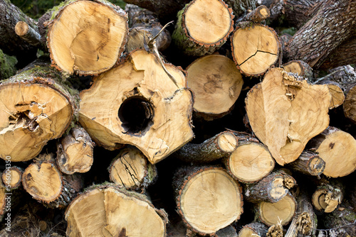 Firewood, a natural resource for energy production