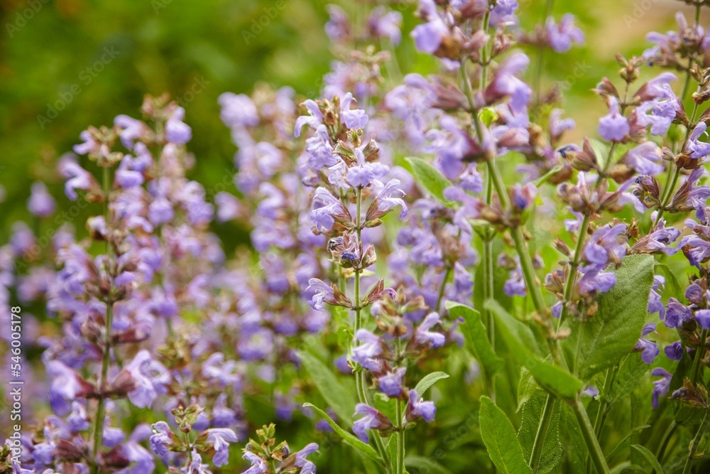 Closeup shot of small purple flowers on a leaf in a garden surrounded by green plants Closeup shot of small purple flowers on a leaf in a garden surrounded by green plants