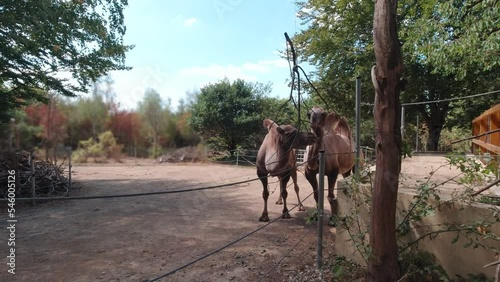 Camels eat branches in forest