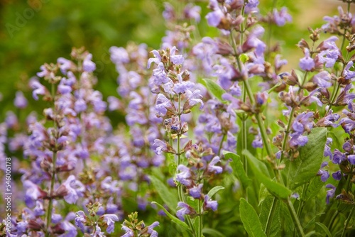 Closeup shot of small purple flowers on a leaf in a garden surrounded by green plants © Mihai Baloianu/Wirestock Creators