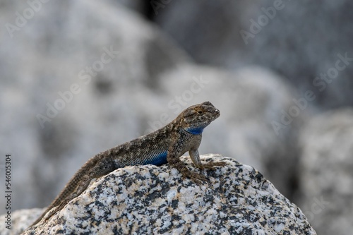 Closeup shot of brown and blue canyon lizard (sceloporus merriami) sitting on geological rock photo