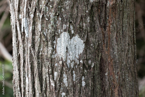 Closeup shot of a tree trunk texture
