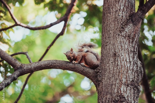 Eastern gray squirrel sitting on tree branch at Mount Royal park and looking to camera on sunny day
