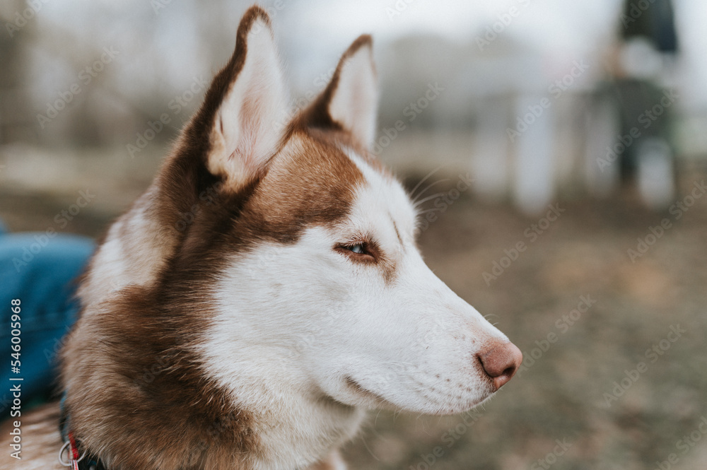 husky siberian dog. portrait cute white brown mammal animal pet of one year old with blue eyes with people in autumn rustic and countryside nature forest husky siberian dog. portrait cute white brown mammal animal pet of one year old with blue eyes with people in autumn rustic and countryside nature forest