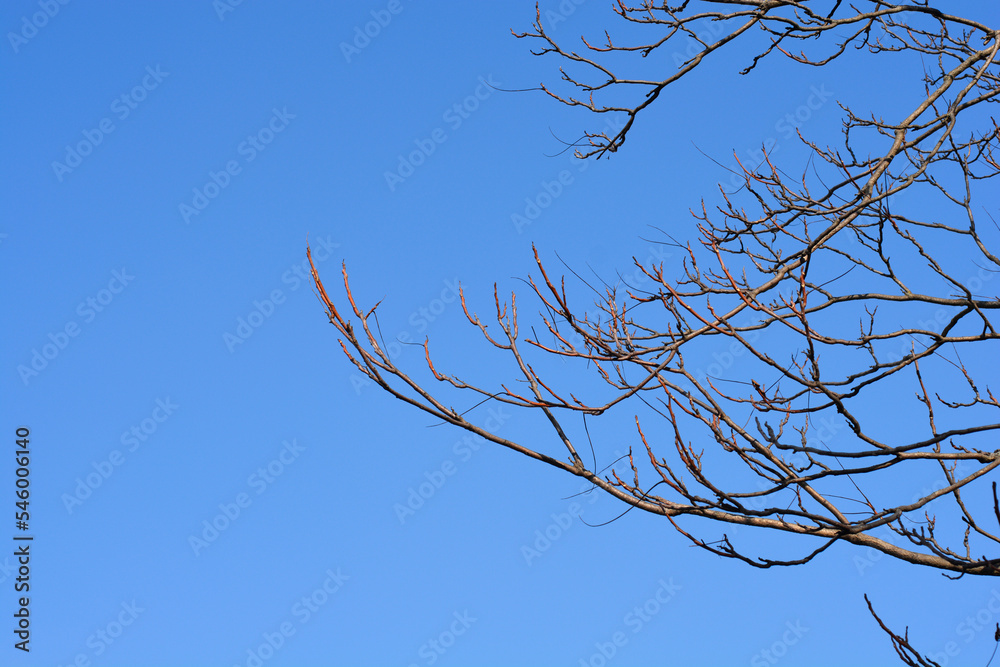 Tree of heaven Tree of heaven