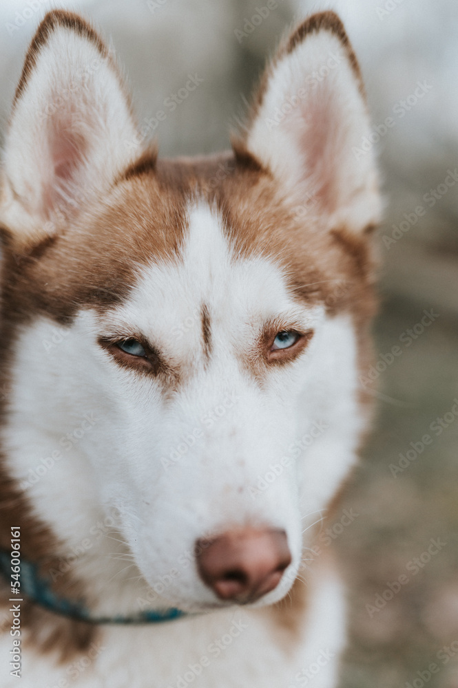 husky siberian dog. portrait cute white brown mammal animal pet of one year old with blue eyes in autumn rustic and countryside nature forest. close up husky siberian dog. portrait cute white brown mammal animal pet of one year old with blue eyes in autumn rustic and countryside nature forest. close up